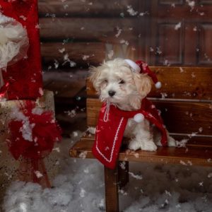 Ritratto di Natale Cane Fano