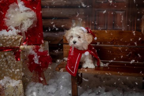 Ritratto di Natale Cane Fano